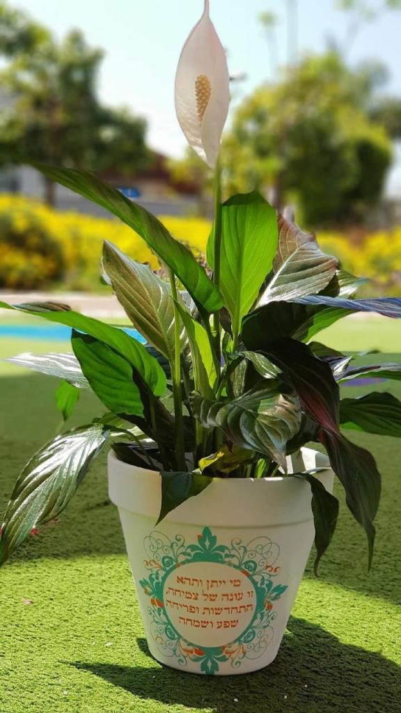 עציצי ברכה במיתוג אישי עציצי ברכה במיתוג אישי