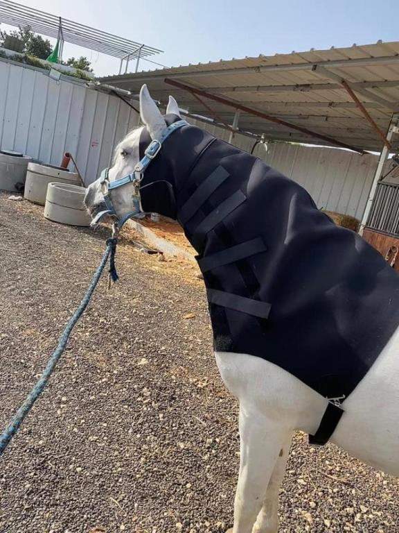 Animals Center מרכז החיות Animals Center מרכז החיות