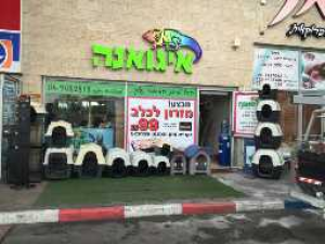 איגואנה