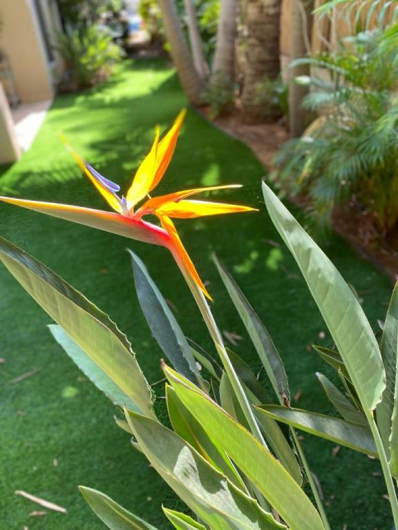 מג'יק דשא מג'יק דשא