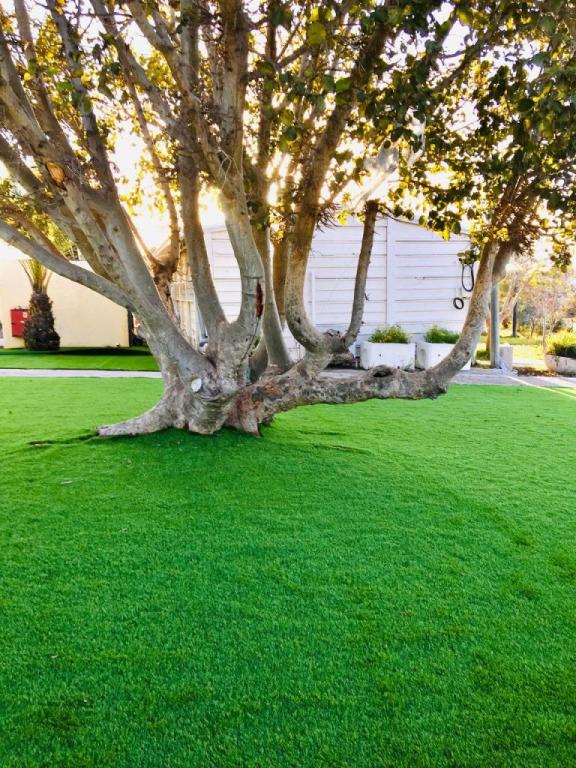 מג'יק דשא מג'יק דשא