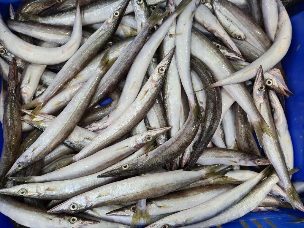 דגי .א דורית דגים דגי .א דורית דגים