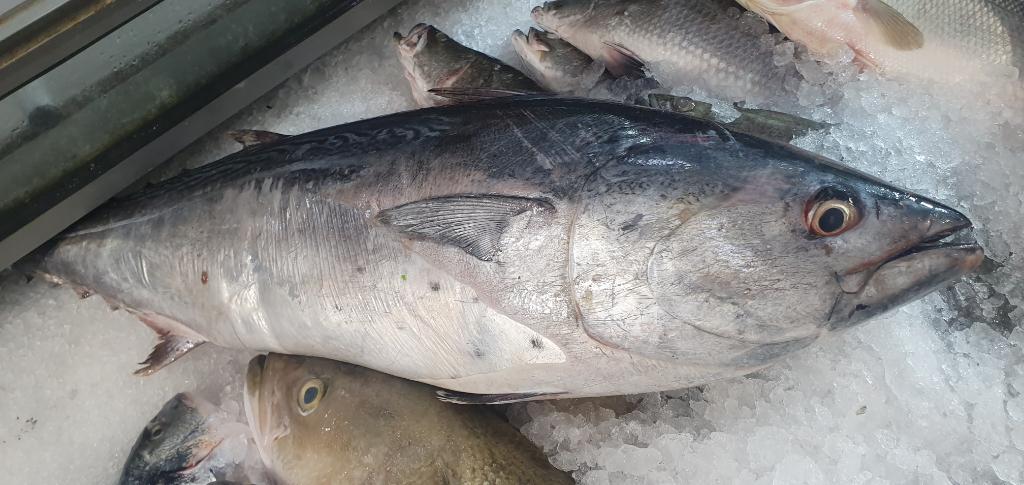 דגי .א דורית דגים דגי .א דורית דגים