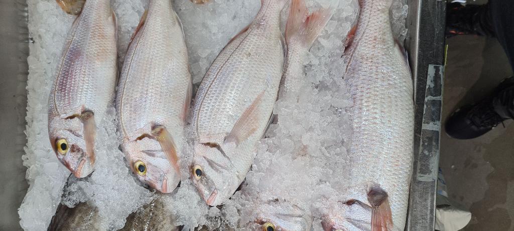 דגי .א דורית דגים דגי .א דורית דגים