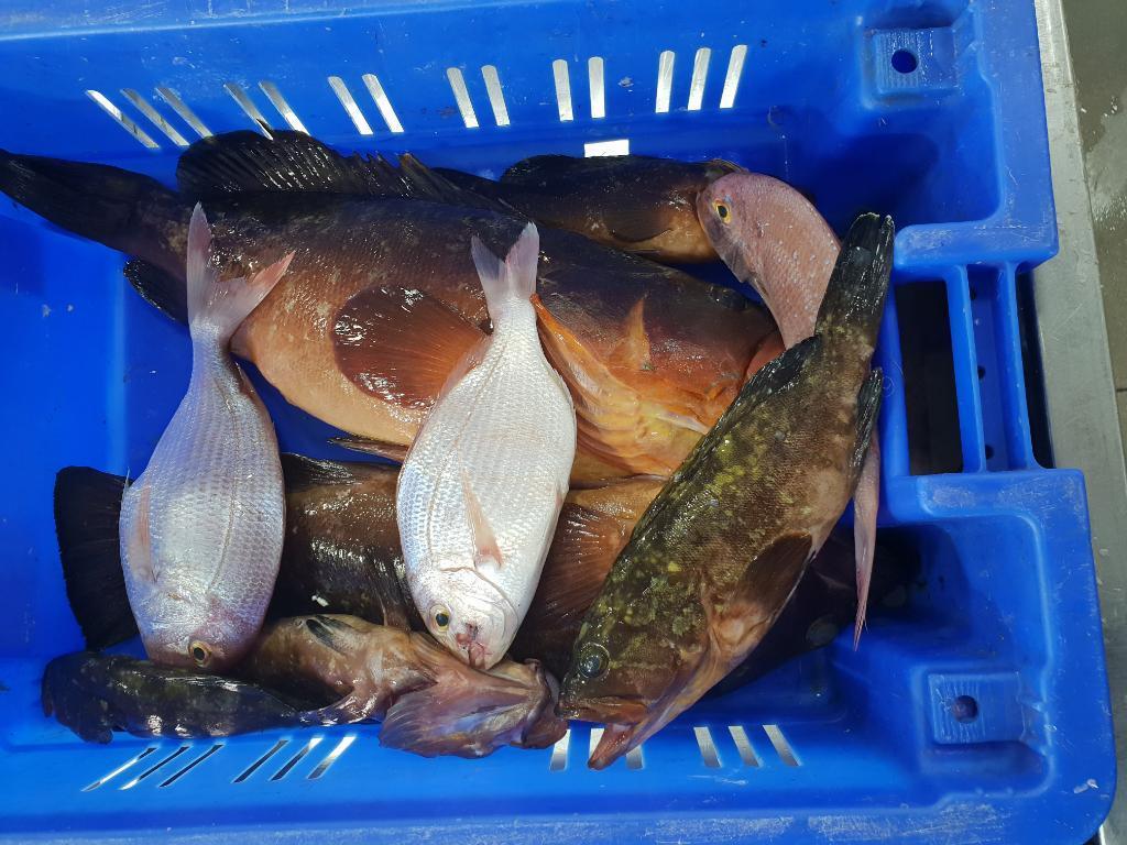 דגי .א דורית דגים דגי .א דורית דגים