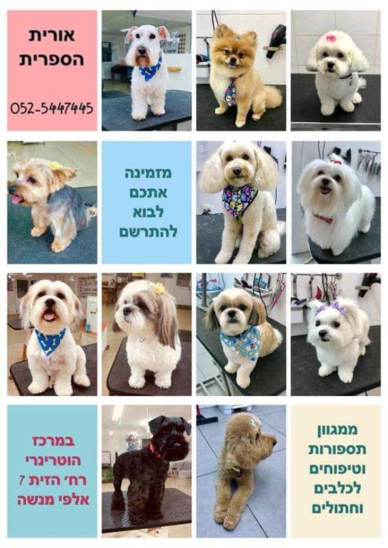 אורית הספרית אורית הספרית