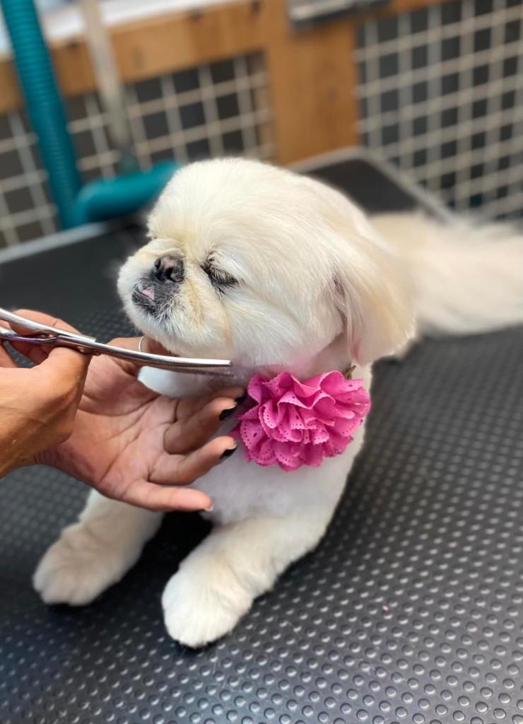 אורית הספרית אורית הספרית