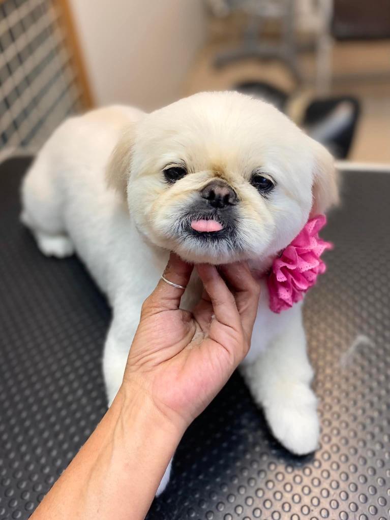 אורית הספרית אורית הספרית