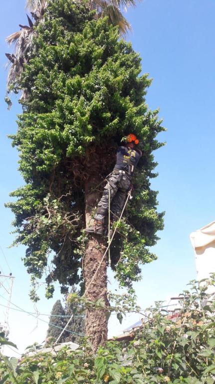 אודל עיצוב והקמת גינות אודל עיצוב והקמת גינות
