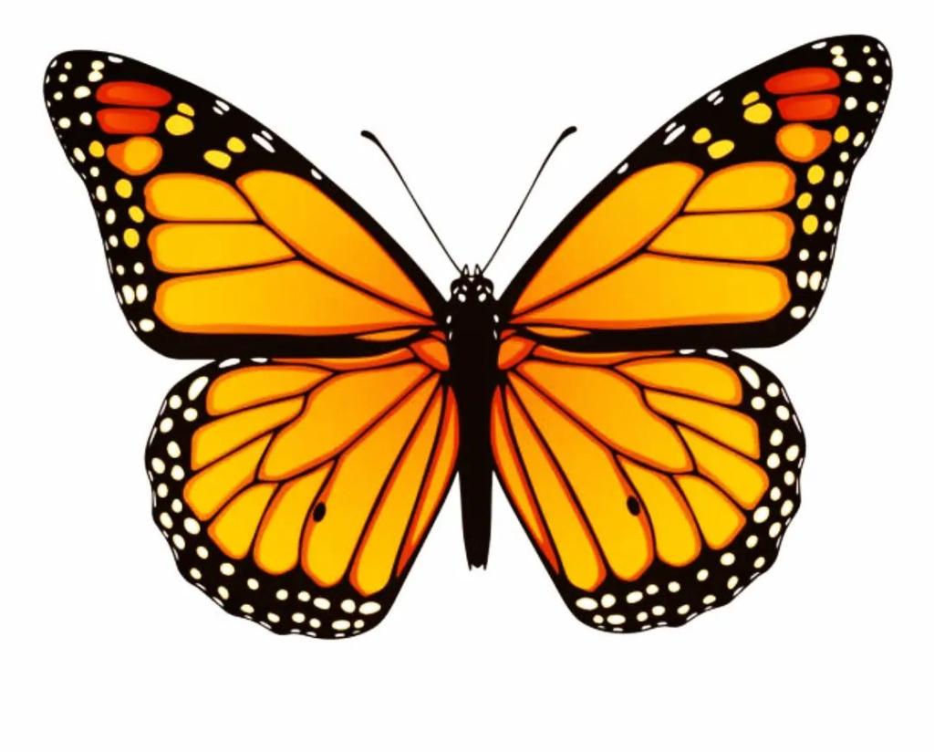 לילך בן דרור לילך בן דרור