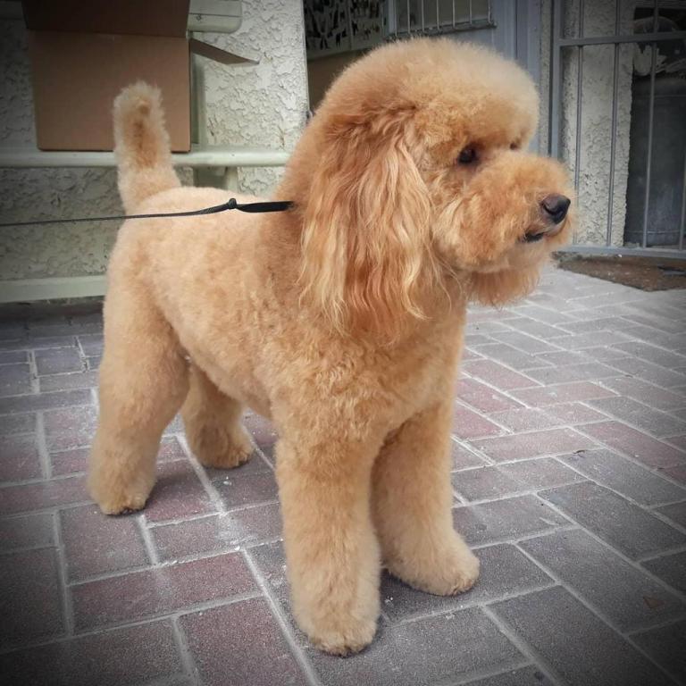 פאפי האוור מספרת כלבים וחתולים פאפי האוור מספרת כלבים וחתולים