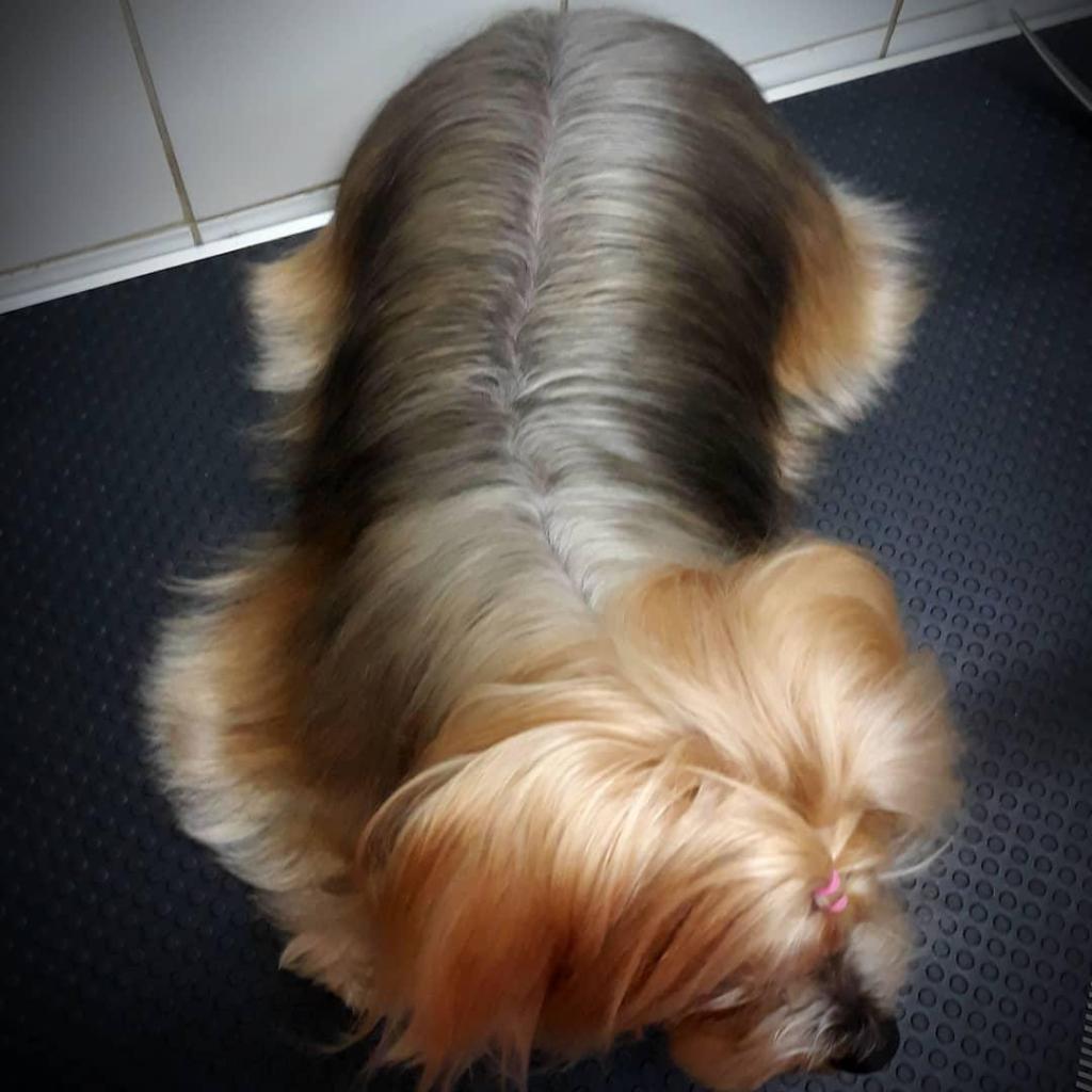 פאפי האוור מספרת כלבים וחתולים פאפי האוור מספרת כלבים וחתולים