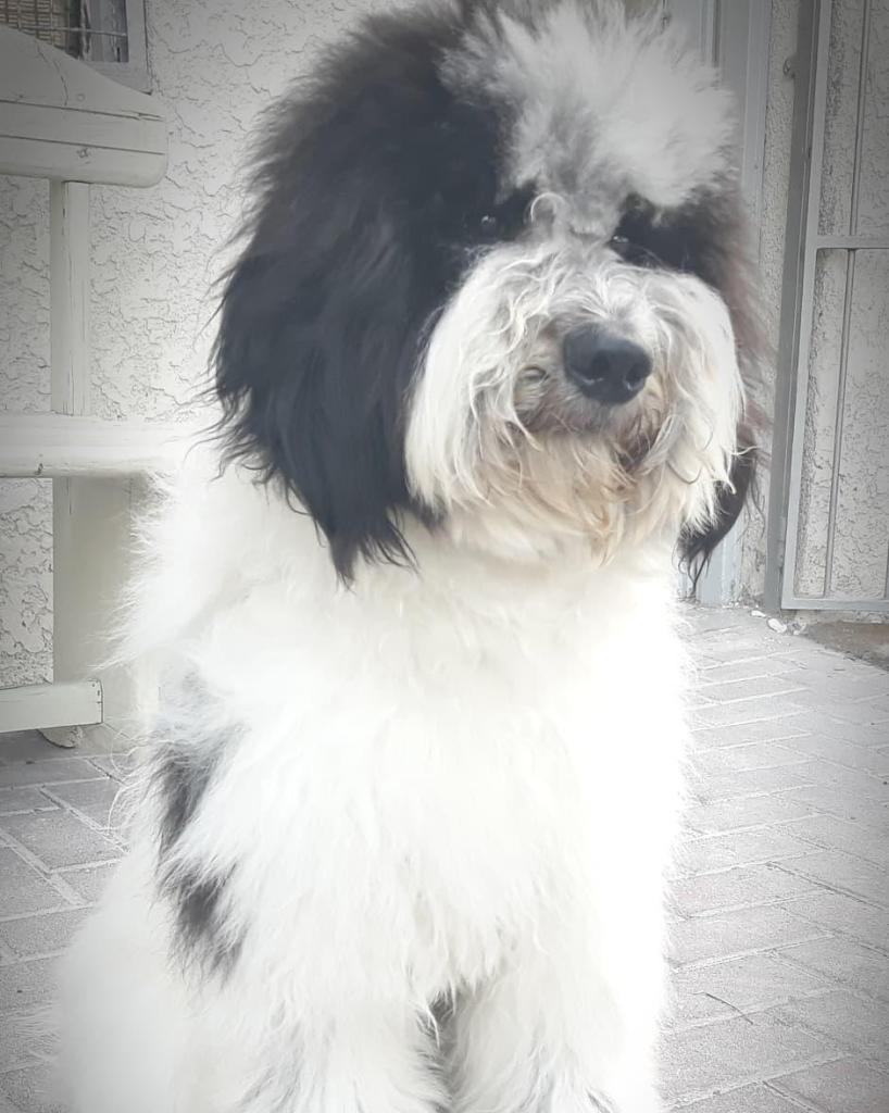 פאפי האוור מספרת כלבים וחתולים פאפי האוור מספרת כלבים וחתולים