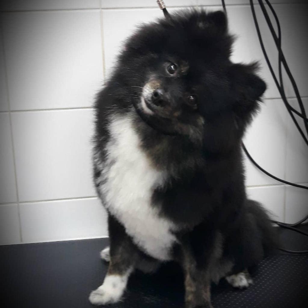 פאפי האוור מספרת כלבים וחתולים פאפי האוור מספרת כלבים וחתולים