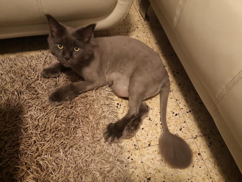 סיסי ספרית&אילוף כלבים סיסי ספרית&אילוף כלבים