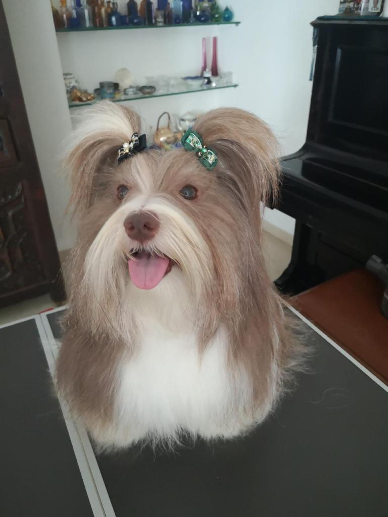 סיסי ספרית&אילוף כלבים סיסי ספרית&אילוף כלבים