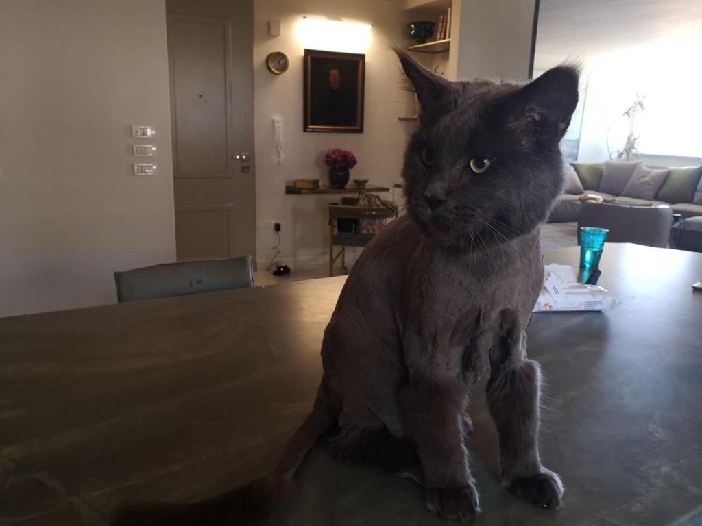 סיסי ספרית&אילוף כלבים סיסי ספרית&אילוף כלבים