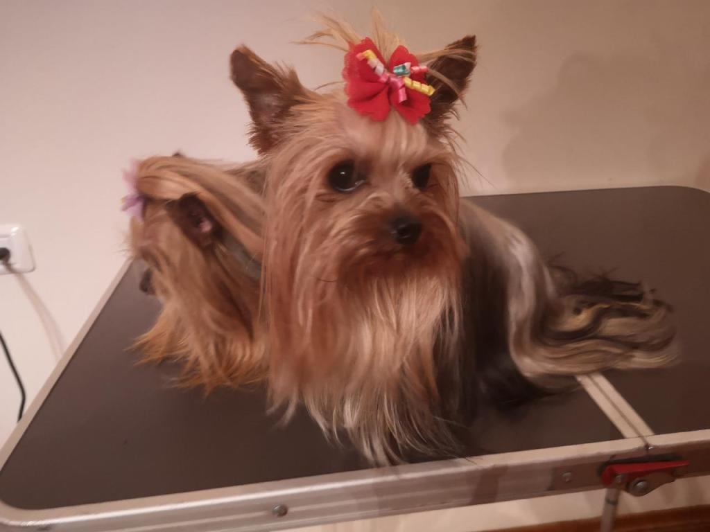 סיסי ספרית&אילוף כלבים סיסי ספרית&אילוף כלבים