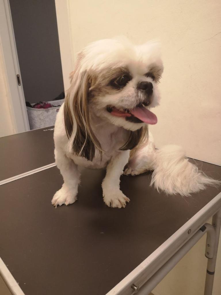 סיסי ספרית&אילוף כלבים סיסי ספרית&אילוף כלבים