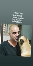 David Abutbul dog training