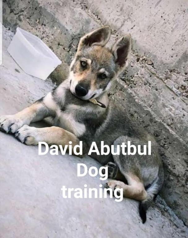 David Abutbul dog training David Abutbul dog training