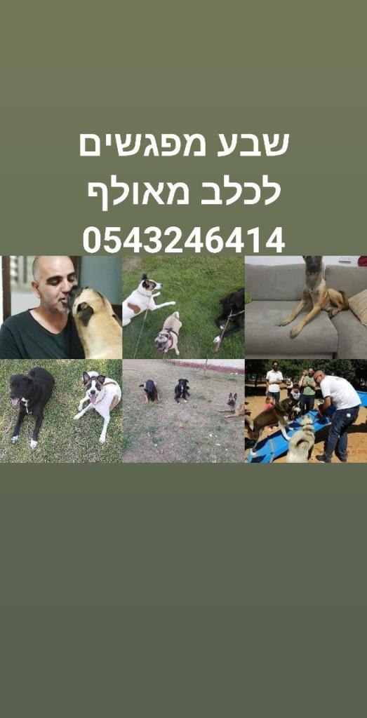 David Abutbul dog training David Abutbul dog training