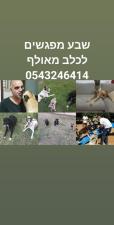 David Abutbul dog training