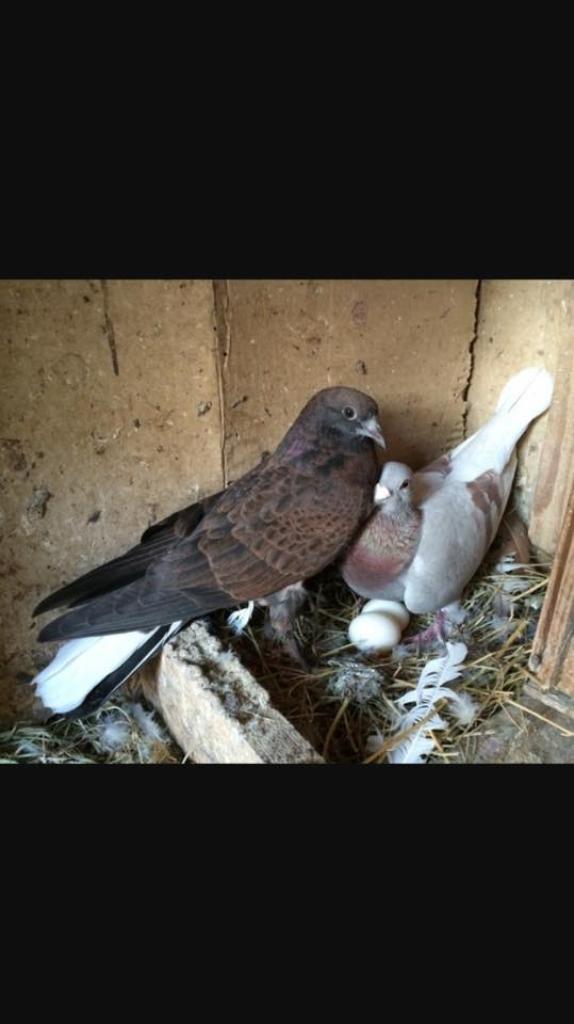 ארמדילו הדברה מקצועית ארמדילו הדברה מקצועית