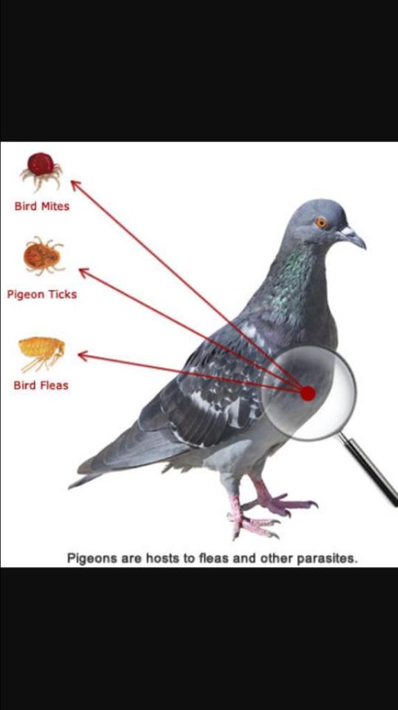 ארמדילו הדברה מקצועית ארמדילו הדברה מקצועית