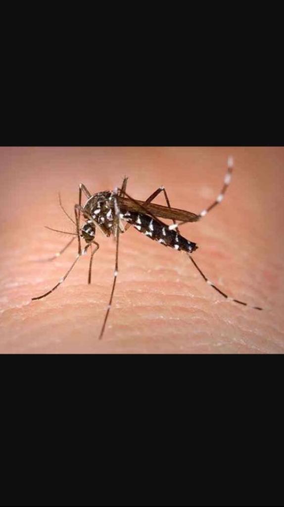 ארמדילו הדברה מקצועית ארמדילו הדברה מקצועית