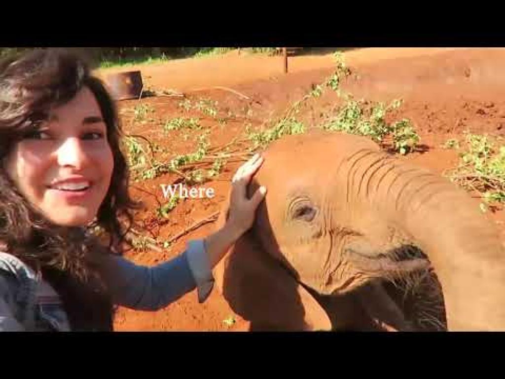 רד פיינאפל Red Pineapple רד פיינאפל Red Pineapple