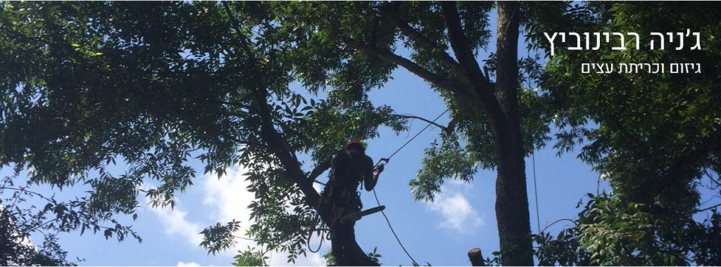 ג'ניה רבינוביץ גיזום וכריתת עצים ג'ניה רבינוביץ גיזום וכריתת עצים