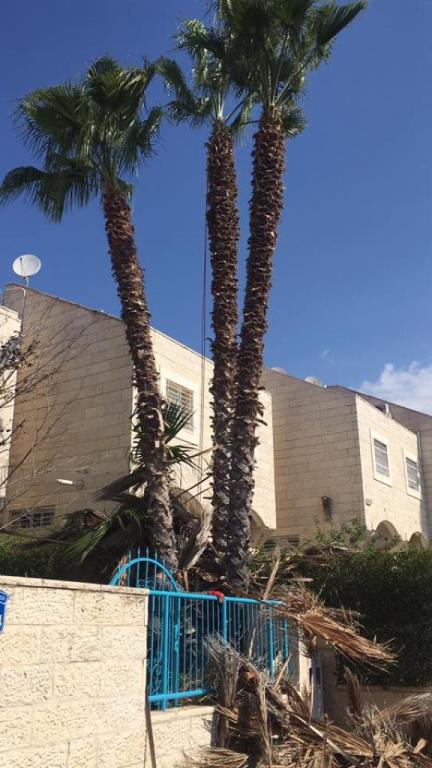 ג'ניה רבינוביץ גיזום וכריתת עצים ג'ניה רבינוביץ גיזום וכריתת עצים