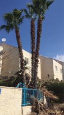 ג'ניה רבינוביץ גיזום וכריתת עצים