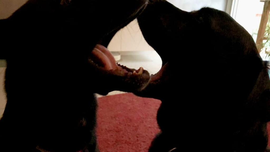 כ לב אילוף באהבה כ לב אילוף באהבה