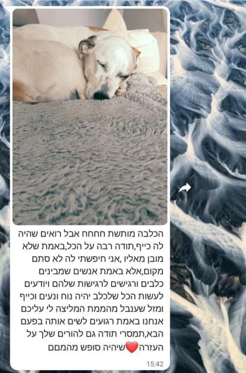 כ לב אילוף באהבה כ לב אילוף באהבה