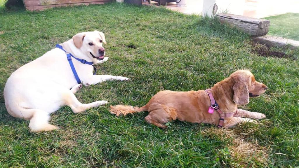 כ לב אילוף באהבה כ לב אילוף באהבה