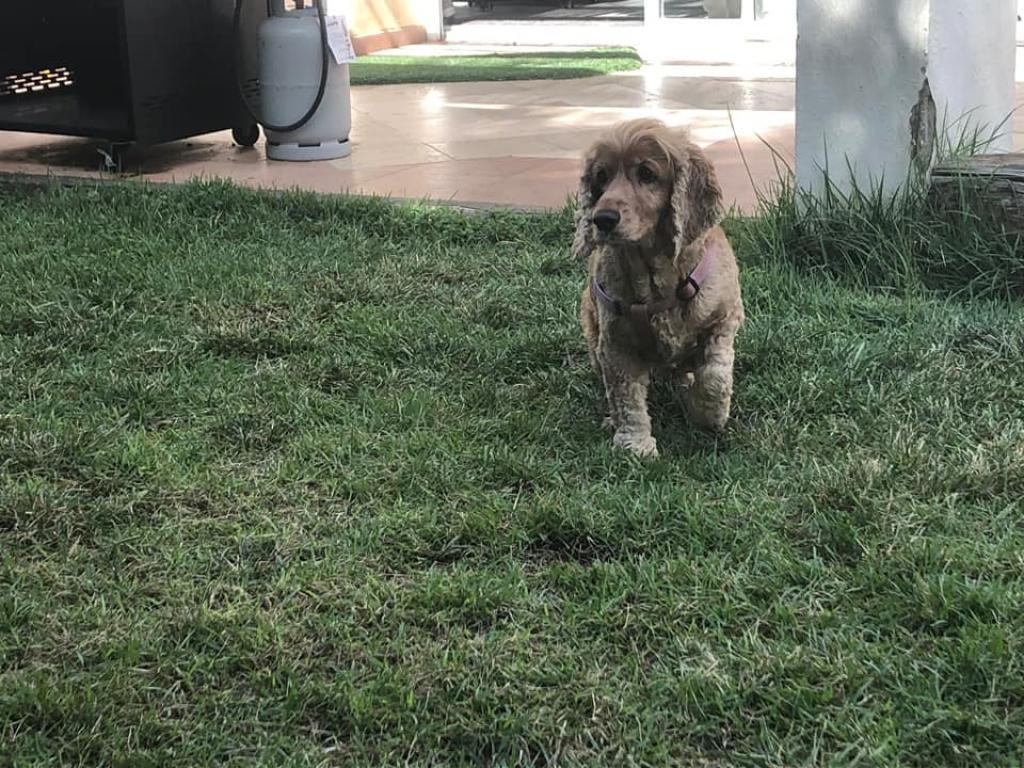 כ לב אילוף באהבה כ לב אילוף באהבה