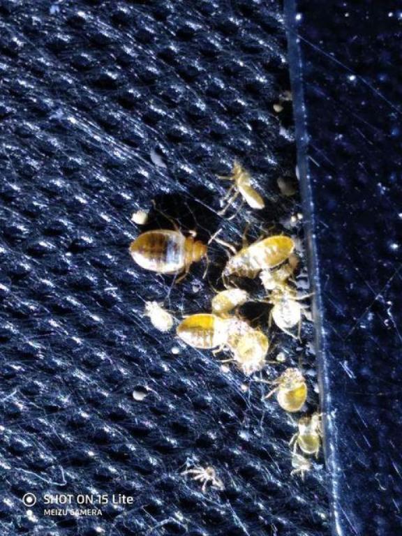 זיסמן הדברות זיסמן הדברות