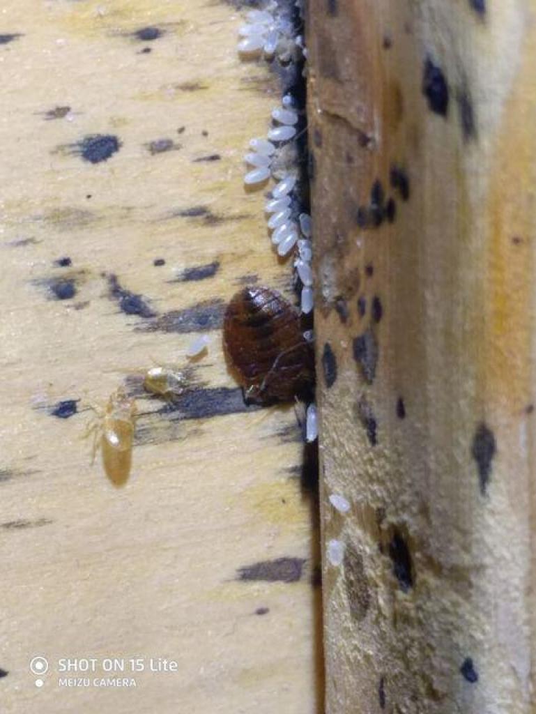 זיסמן הדברות זיסמן הדברות