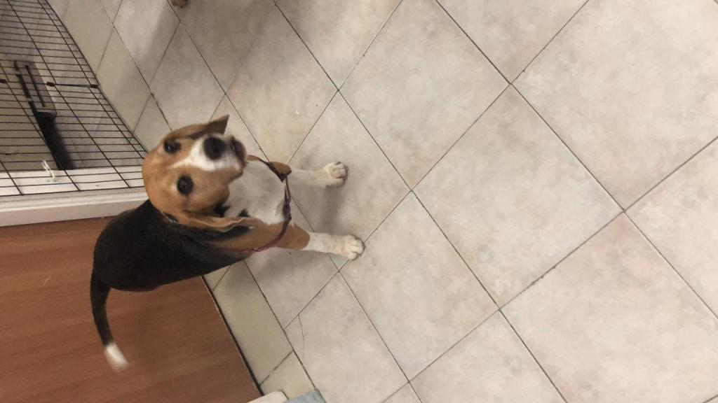 הפנסיון השמח של שיראל הפנסיון השמח של שיראל