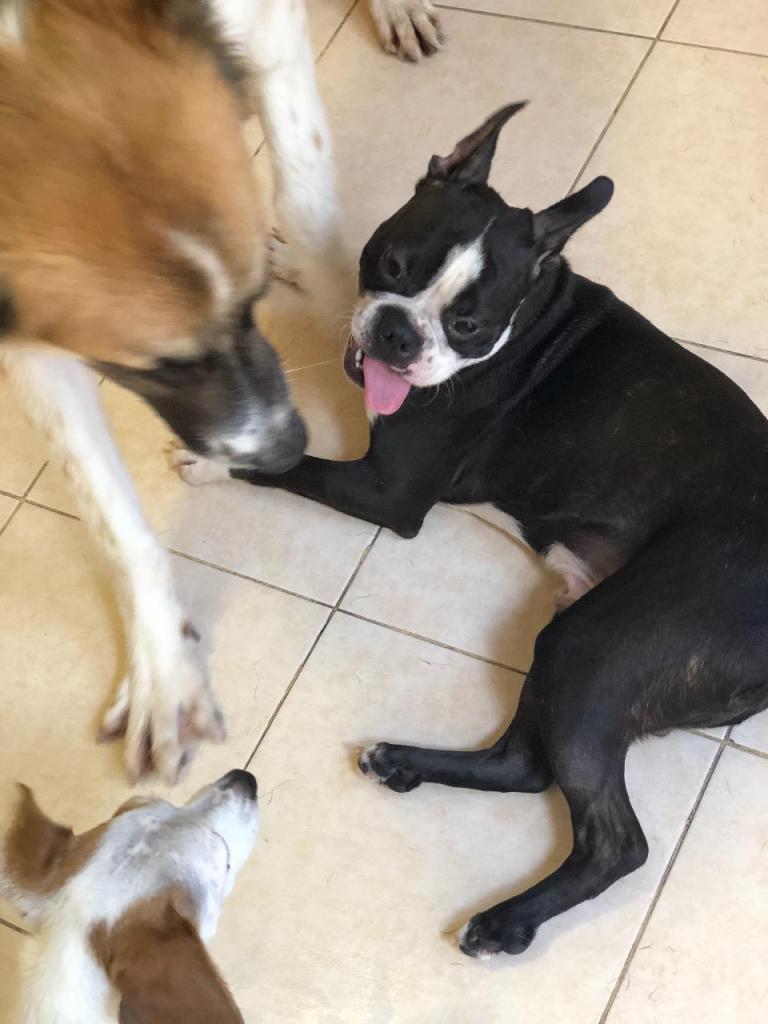 הפנסיון השמח של שיראל הפנסיון השמח של שיראל