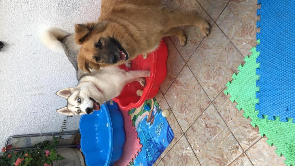 הפנסיון השמח של שיראל הפנסיון השמח של שיראל