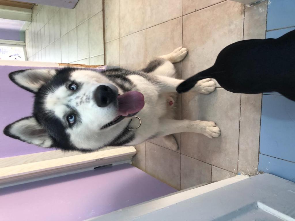 הפנסיון השמח של שיראל הפנסיון השמח של שיראל