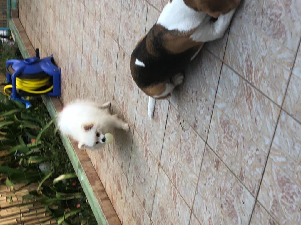 הפנסיון השמח של שיראל הפנסיון השמח של שיראל