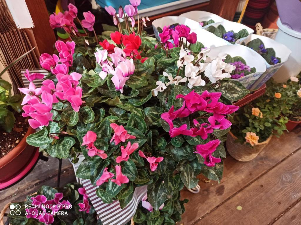 אחוזת הפרחים אחוזת הפרחים