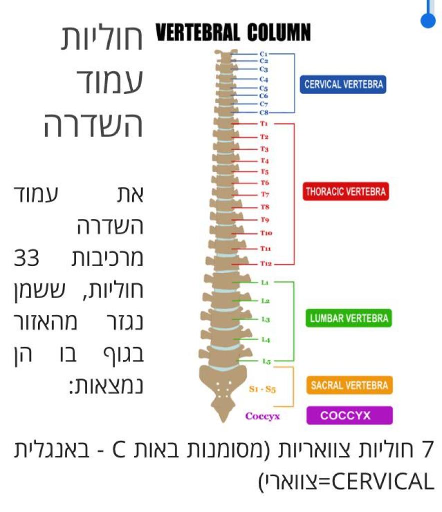 לארה תרפי מסאג' לארה תרפי מסאג'