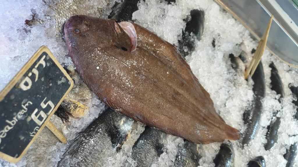 יוסף הדייג יוסף הדייג