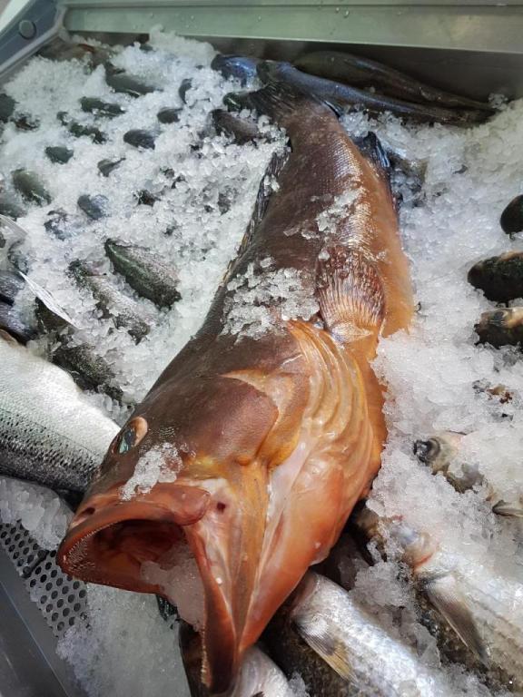 יוסף הדייג יוסף הדייג