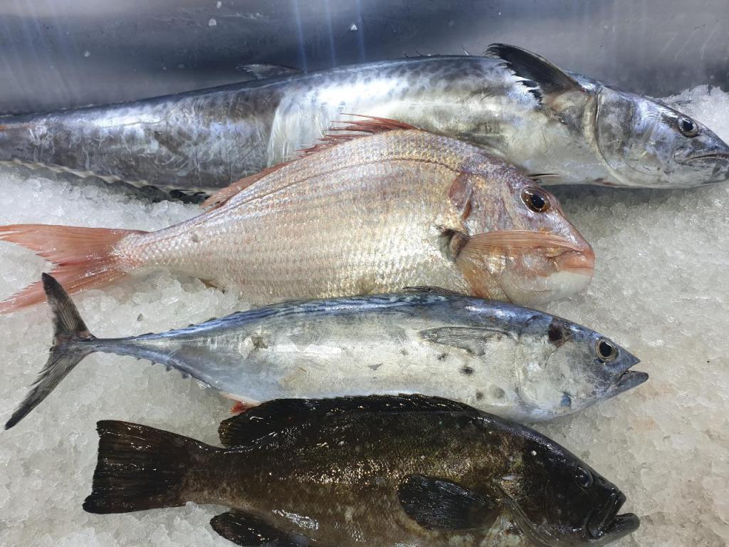 יוסף הדייג יוסף הדייג